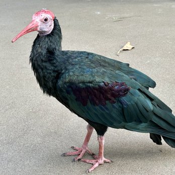 National Aviary - Southern bald ibis - Zoos Near Me - Pittsburgh, Pennsylvania