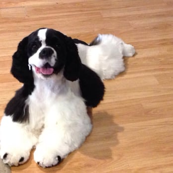 k9champ Mobile Grooming - Pet Groomers Near Me