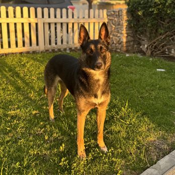 OC Canine Coaching - Pet Training Near Me