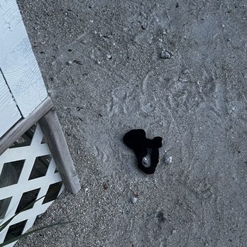 Hawks Cay Resort - Panties left laying on the floor - Resorts Near Me - Duck Key, Florida Hawks Cay Resort - Panties left laying on the floor - Resorts Near Me - Duck Key, Florida
