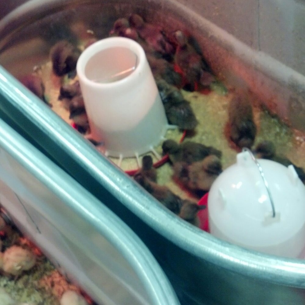 Tractor Supply - Duckies - Department Stores Near Me - Belle Vernon, Pennsylvania