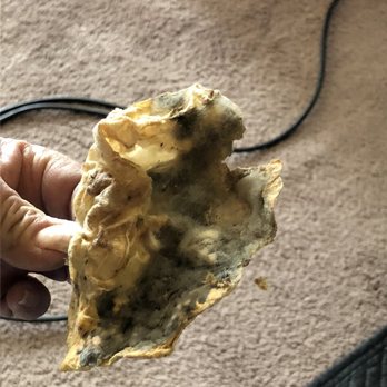 Fresh Air Systems Duct Cleaning - Moldy paper of some sort found in room vent - Air Duct Cleaning Near Me - Sparks, Nevada