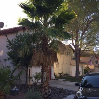 Arbor Tree Service - Before - Tree Services Near Me - LAS VEGAS, Nevada Arbor Tree Service - Before - Tree Services Near Me - LAS VEGAS, Nevada