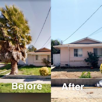 Louis Tree Service - Before and after of palm removal - Tree Services Near Me Louis Tree Service - Before and after of palm removal - Tree Services Near Me