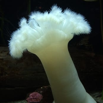 Seattle Aquarium - Aquariums Near Me - Seattle, Washington Seattle Aquarium - Aquariums Near Me - Seattle, Washington