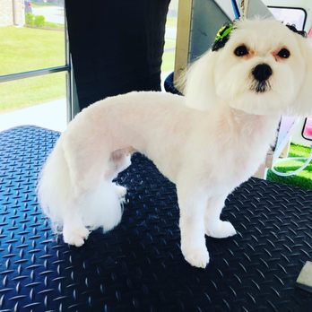 RFA Mobile Grooming Services - Pet Groomers Near Me RFA Mobile Grooming Services - Pet Groomers Near Me
