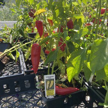 Leon's Garden World - Outdoor plants - Floral Designers Near Me - Wilmington, Delaware