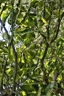 Latomie del Paradiso by null