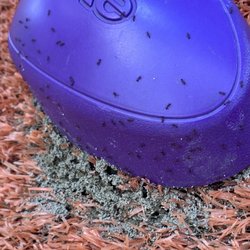 Harry Myers Park - Solenopsis invicta aka the Red Imported Fire Ant of South America. Can be dangerous to small pets and children.