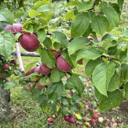 Narrow Lane Orchards