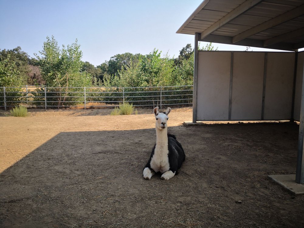 UC DAVIS EQUESTRIAN CENTER Updated October 2024 18 Photos & 10 Reviews 1 Equestrian Ln