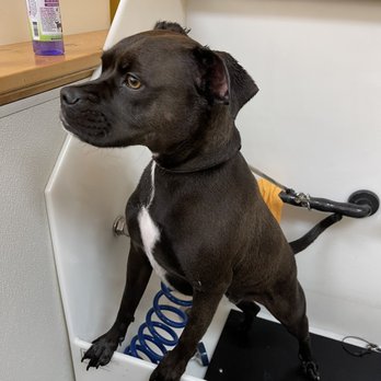 Dirty Paws - Oreo's first bath! - Pet Groomers Near Me - Long Beach, California
