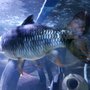Photo of Hunstanton Sea-Life Sanctuary