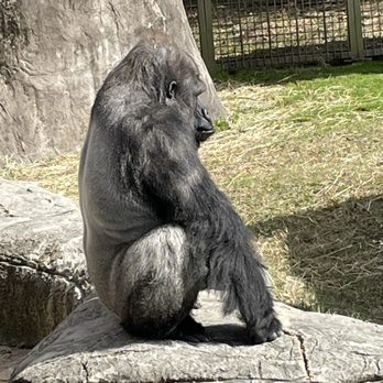 Audubon Zoo - Gorilla. - Aquariums Near Me - New Orleans, Louisiana