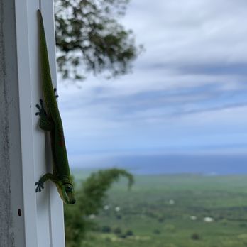 The Coffee Shack - Gecko looking at us while we eat ("Feed me!"). - Coffee & Tea Near Me - Captain Cook, Hawaii