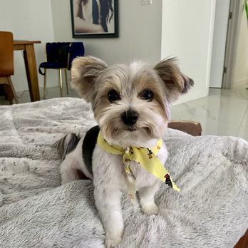 Curated visual reference: Picture Idea: Dog S Best Friend Mobile Grooming Updated June 2026