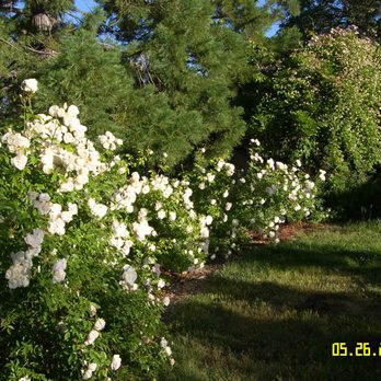 Yosemite Rose Bed and Breakfast - the gardens are lovely in the morning sun - Hotels Near Me - Groveland, California Yosemite Rose Bed and Breakfast - the gardens are lovely in the morning sun - Hotels Near Me - Groveland, California