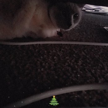 A Little Pat For Paws - Pet Sitting Near Me