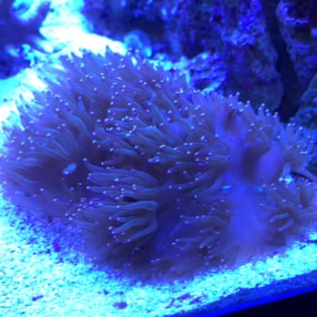 Aquariums Wholesale - Elegance Coral - Aquariums Near Me - Olathe, Kansas