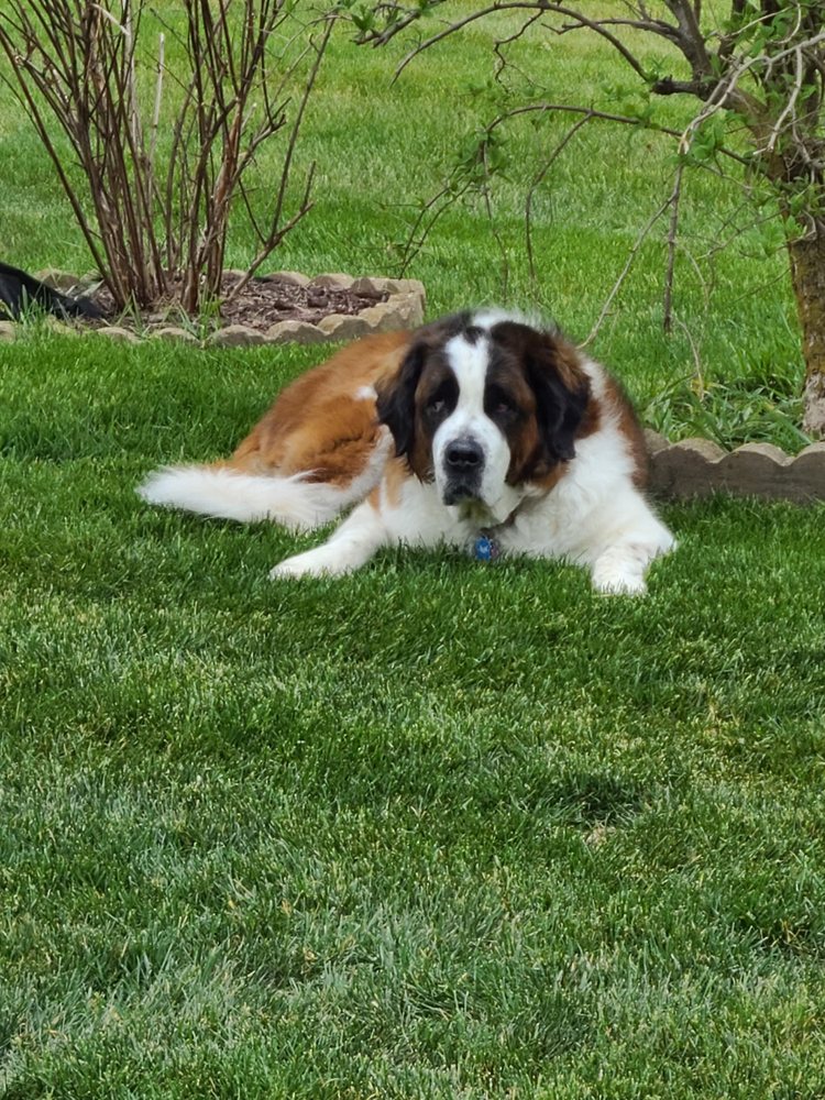 SHAMPOOCH & KITTY 10 Photos & 20 Reviews Pet Groomers 11806 E