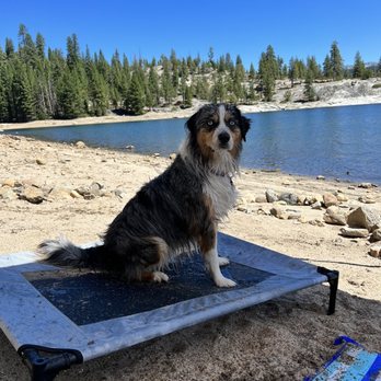 Vibrant K9 - Pet Training Near Me Vibrant K9 - Pet Training Near Me