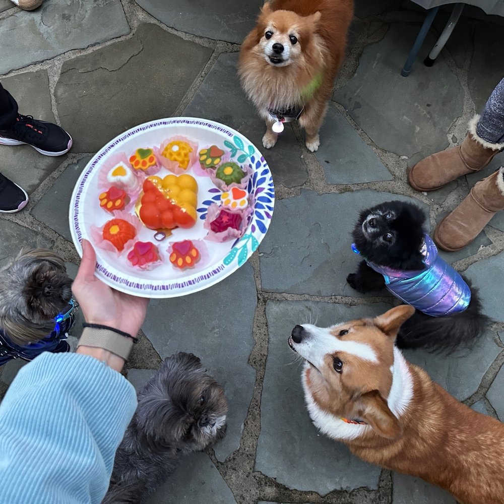 Mishka - dog pawty!! - Pet Stores Near Me - San Francisco, California Mishka - dog pawty!! - Pet Stores Near Me - San Francisco, California