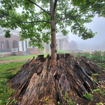 Thomas Jefferson's Monticello - An ancient stump sprouting new life - Landmarks & Historical Buildings Near Me - Charlottesville, Virginia