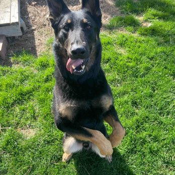 The k9 Professionals - Rhino sitting pretty! - Pet Training Near Me - Boise, California The k9 Professionals - Rhino sitting pretty! - Pet Training Near Me - Boise, California