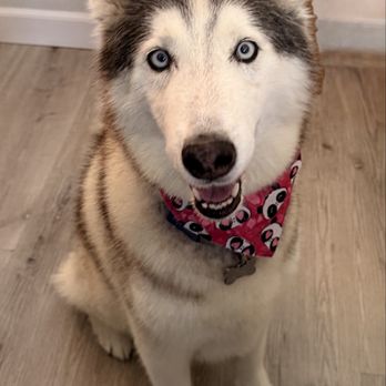 Posh Paws - Sky after her amazing grooming experience - Pet Groomers Near Me - Downey, California Posh Paws - Sky after her amazing grooming experience - Pet Groomers Near Me - Downey, California