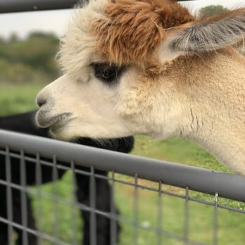 GalPaca Farm Alpacas - Attraction Farms Near Me - Mount Horeb, Wisconsin
