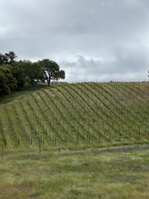 Caelesta Wines, Vineyard & Truffière by null