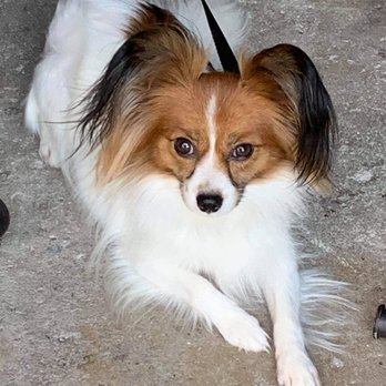 Sunshine Papillon - Property of Frances Sullivan do not copy or distribute in any way whatsoever! - Pet Breeders Near Me Sunshine Papillon - Property of Frances Sullivan do not copy or distribute in any way whatsoever! - Pet Breeders Near Me
