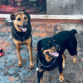 Rio's Pet Spa & Boarding - Pet Groomers Near Me - North Miami, Florida Rio's Pet Spa & Boarding - Pet Groomers Near Me - North Miami, Florida