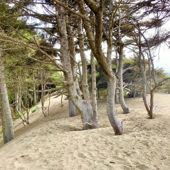 Ma-le'l Dunes - Hiking Near Me - Arcata, California Ma-le'l Dunes - Hiking Near Me - Arcata, California