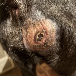 Mu Veterinary Health Center - healing