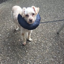 Animal Surgical & Dental Clinic - My dog, Reggie