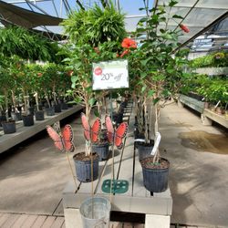 Ray Wiegand's Nursery - Tropical Plants, Trees & Flowering Bushes 20% Off This Weekend! 4/26/2024