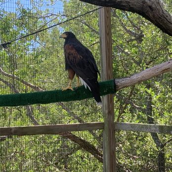 Florida Keys Wild Bird Sanctuary - Animal Shelters Near Me - Tavernier, Florida Florida Keys Wild Bird Sanctuary - Animal Shelters Near Me - Tavernier, Florida