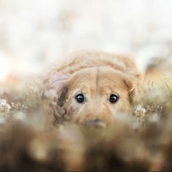 Texas Veterinary Passages - We love your pet as much as you do