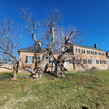 Chatham Manor - Catalpa trees, being held up by iron supports. - Parks Near Me - Fredericksburg, Virginia