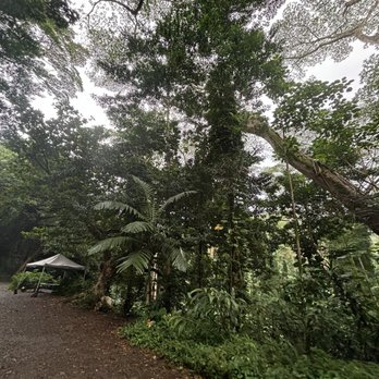 Mānoa Falls Trail - Hiking Near Me - Honolulu, Hawaii