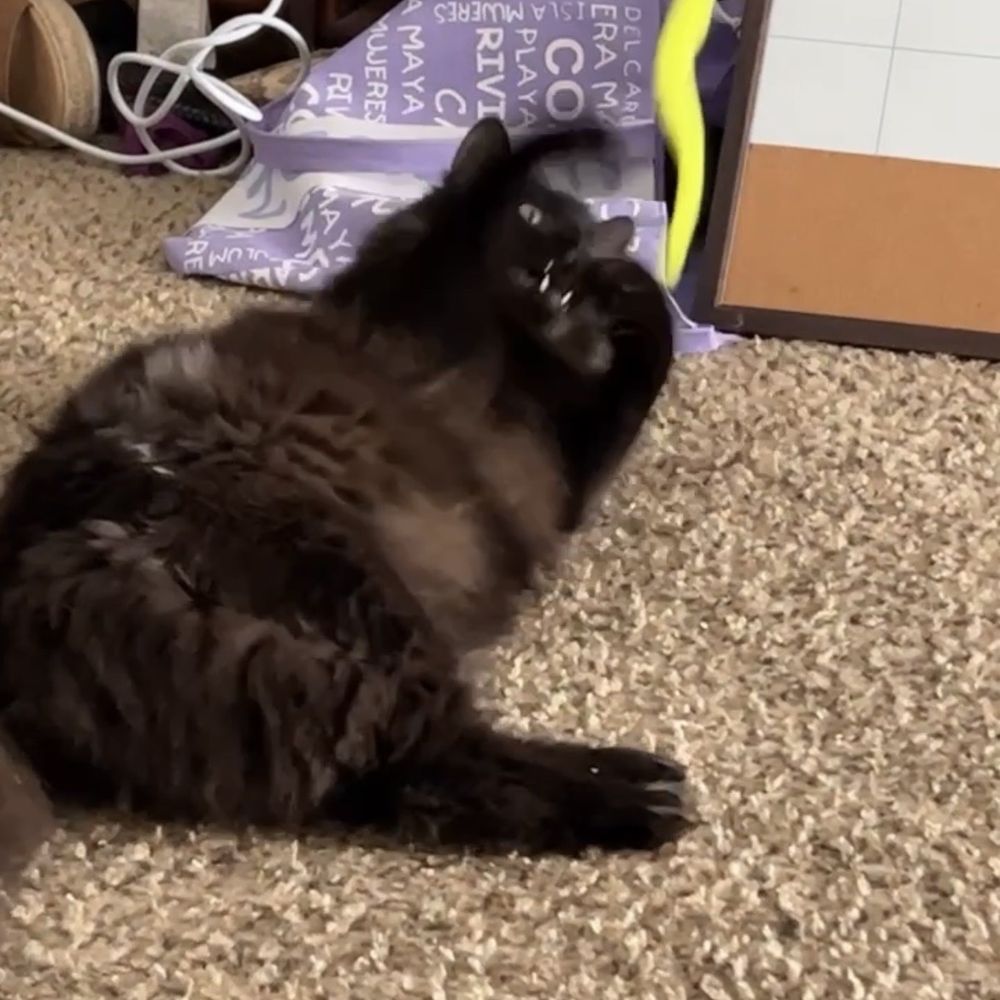 A Cat Hospital - He plays - Veterinarians Near Me - Henderson, Nevada A Cat Hospital - He plays - Veterinarians Near Me - Henderson, Nevada