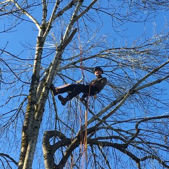 Collage Tree Care - Tree Services Near Me - Portland, Oregon Collage Tree Care - Tree Services Near Me - Portland, Oregon