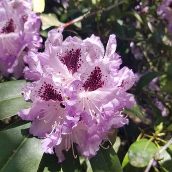 Rhododendron Park - Spring is here... - Playgrounds Near Me - Kenmore, Washington