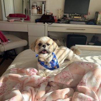 Mobile Dog Grooming - Pet Groomers Near Me - Irvine, California Mobile Dog Grooming - Pet Groomers Near Me - Irvine, California