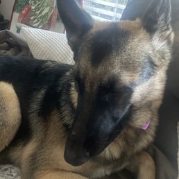 One pretty happy & content pooch!