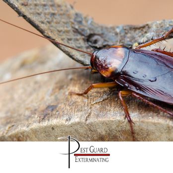 Pest Guard Exterminating - Pest Control Near Me - Florence, Kentucky Pest Guard Exterminating - Pest Control Near Me - Florence, Kentucky