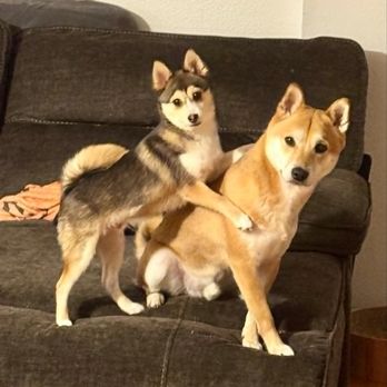 Smart Paws - Gunny and his little brother Niklaus - Pet Training Near Me - Los Angeles, California