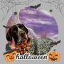 Photo of Happy Pets Mobile Pawlor