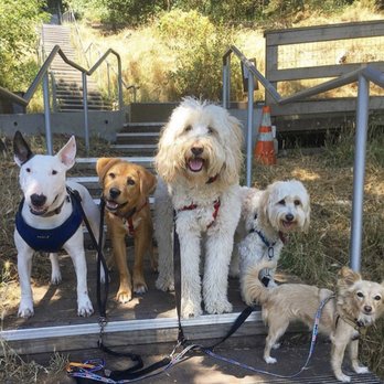 Ruff Paws - Squad pt. 2 - Dog Walkers Near Me - San Francisco, California